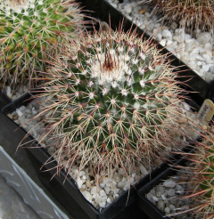 Mammillaria karwinskiana subsp. beiselii.jpg