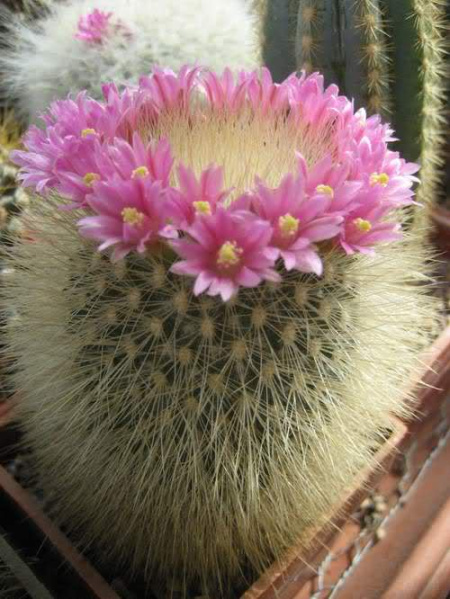 Файл:Mammillaria spinosissima ssp. pilcayensis.jpg