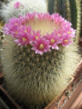 Mammillaria spinosissima ssp. pilcayensis