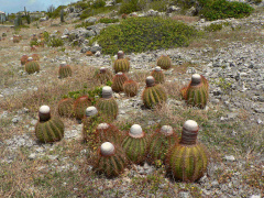 Melocactus macracanthos.jpg