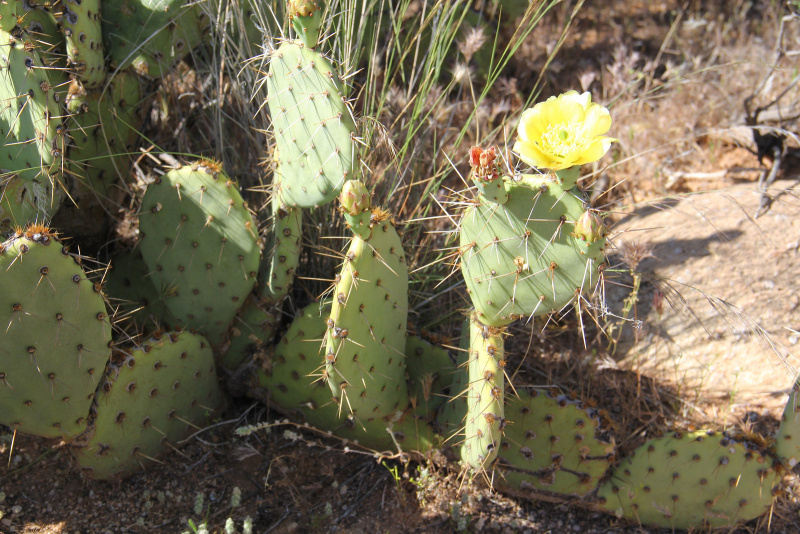 Файл:Opuntia engelmannii 6.jpg