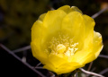 Opuntia sulfurea fl.jpg