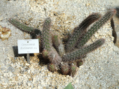 Oreocereus doelzianus DSC07915-1280px.JPG