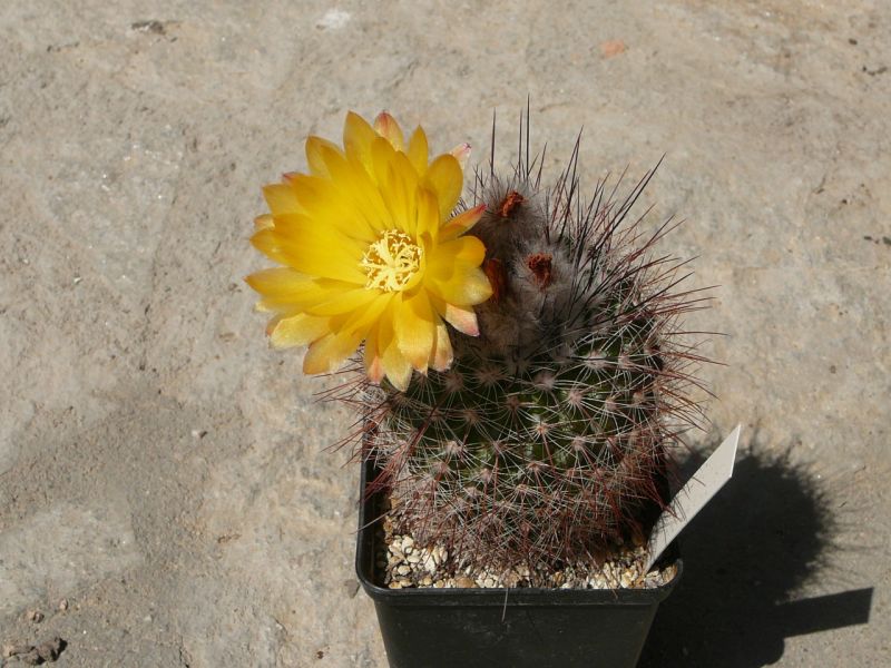 Файл:Parodia microsperma ssp. microsperma 4.jpg