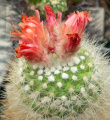 Parodia nivosa 2.jpg