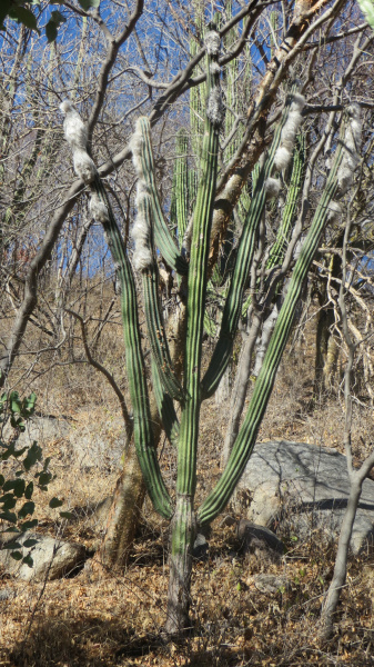 Файл:Pilosocereus alensis 1.jpeg