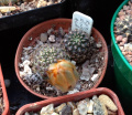 Rebutia einsteini ssp. einsteini 2.jpg