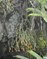 Rhipsalis campos-portoana