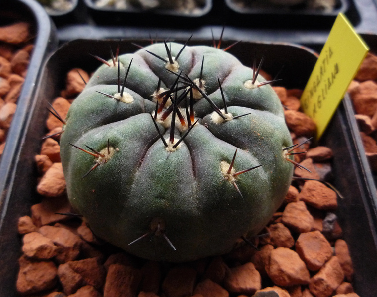 Файл:Weingartia kargliana.jpg