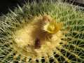 Echinocactus grusonii 3.jpg
