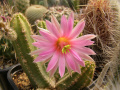 Echinocereus scheerii.jpg