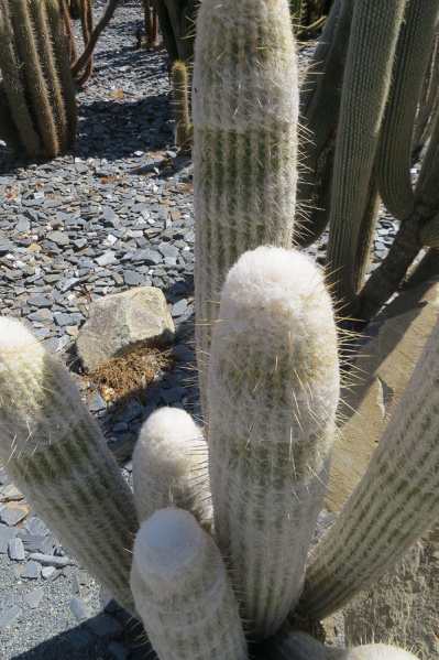 Файл:Espostoa lanata ssp. huanucoensis 2.jpg