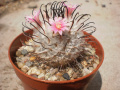 Mammillaria bombycina ssp. perezdelarosae