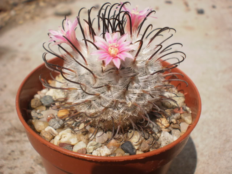 Файл:Mammillaria bombycina ssp. perezdelarosae 3.jpg