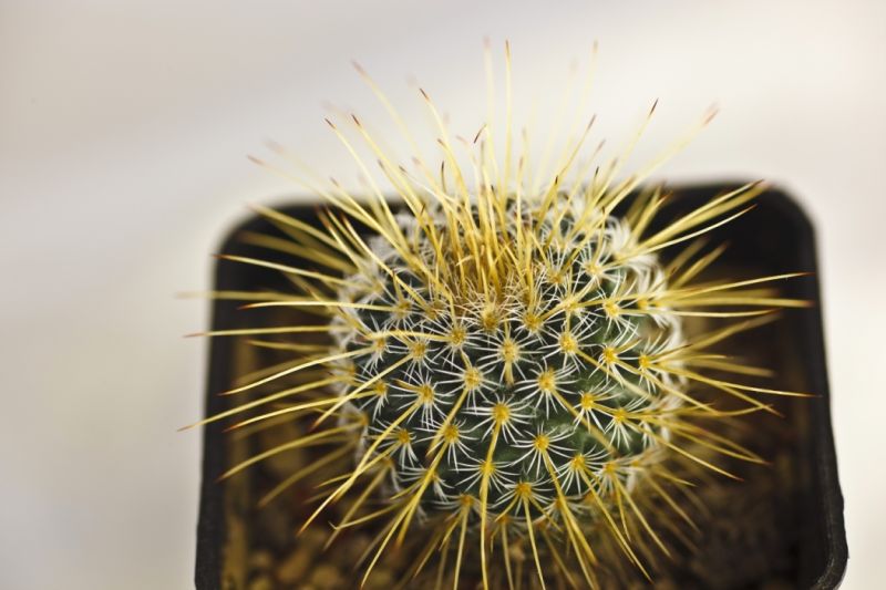 Файл:Mammillaria dixanthocentron p.jpg