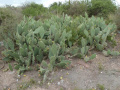 Opuntia ficus-indica