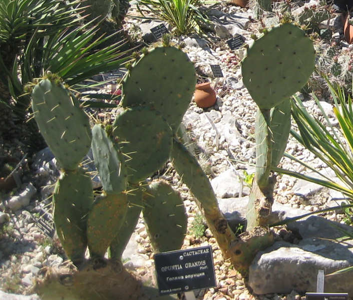 Файл:Opuntia stenopetala 1.jpg