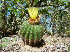 Parodia muricata.JPG