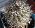 Parodia subterranea 4.JPG