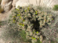 Cylindropuntia echinocarpa 2h.jpg