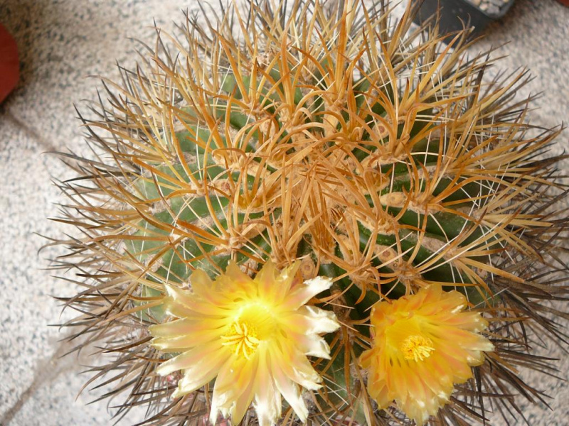 Файл:Ferocactus chrysacanthus ssp. chrysacanthus 1.jpg