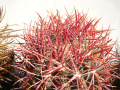 Ferocactus chrysacanthus ssp grandiflorus 2.jpg