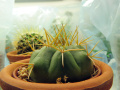 Gymnocalycium eurypleurum 2.jpg