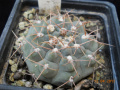 Gymnocalycium ochoterenae 1.jpg