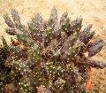 Maihueniopsis nigrispina 01 ies.jpg