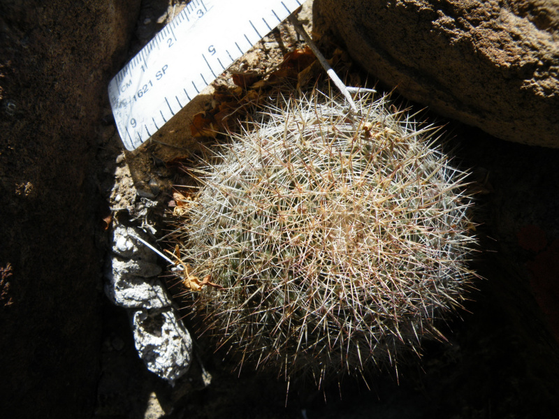 Файл:Mammillaria brandegeei 1.jpg