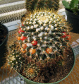 Mammillaria nivosa 2.JPG