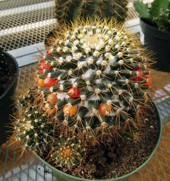 Файл:Mammillaria nivosa 2.JPG