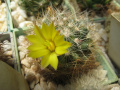 Mammillaria sphaerica 2.jpg