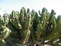 Myrtillocactus geometrizans 01.jpg