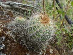 Parodia taratensis 10.JPG