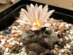 Turbinicarpus jauernigii Clement 10.jpg