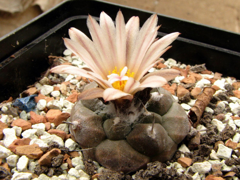 Файл:Turbinicarpus jauernigii Clement 10.jpg