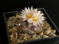 Turbinicarpus schmiedickeanus ssp. jauernigii 2.jpg