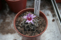 Turbinicarpus schmiedickeanus ssp. rubriflorus 02.jpg