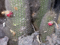 Brachycereus nesioticus 07.jpg