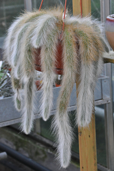 Файл:Cleistocactus winteri ssp. calademono 4.jpg