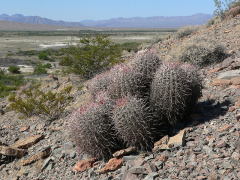Echinocactus polycephalus ssp. polycephalus.jpg