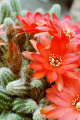 Echinopsis chamaecereus.jpg