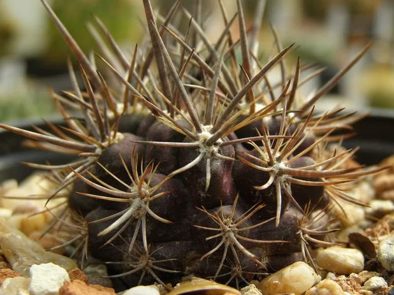 Файл:Eriosyce subgibbosa ssp. subgibbosa.jpg