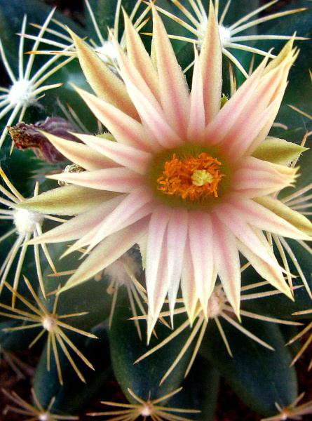 Файл:Escobaria missouriensis ssp. asperispina 03.jpg