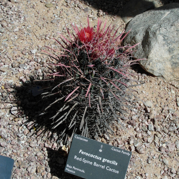 Файл:Ferocactus gracilis ssp. gracilis 6.jpg