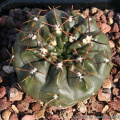 Gymnocalycium gibbosum ssp. gibbosum var. chubutense