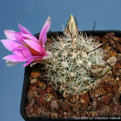Mammillaria insularis 12154.jpg