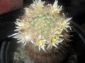 Mammillaria pennispinosa PM481.jpg