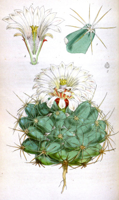 Mammillaria scheerii.jpg